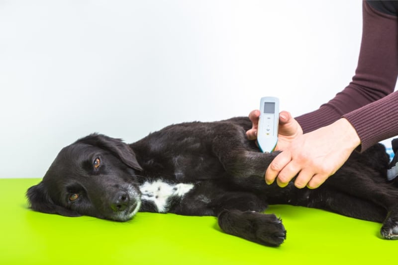 home laser therapy for dogs
