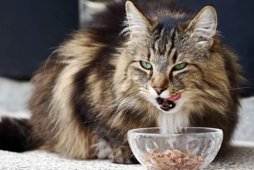 best sensitive stomach cat food
